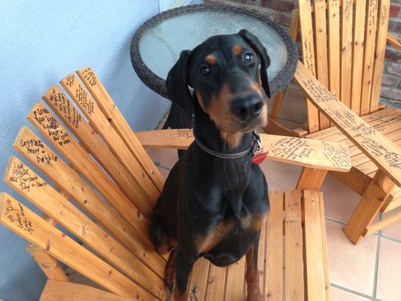 ipone pics 6-16-2013 061