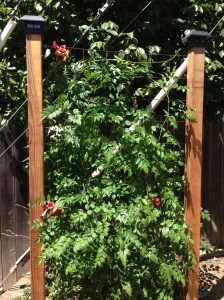 privacy screen with trumpet vine