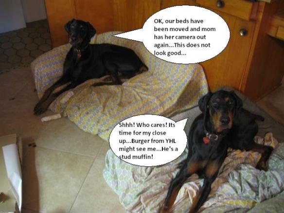 dog bed joke