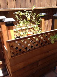 rolling garden cart baby plants 4