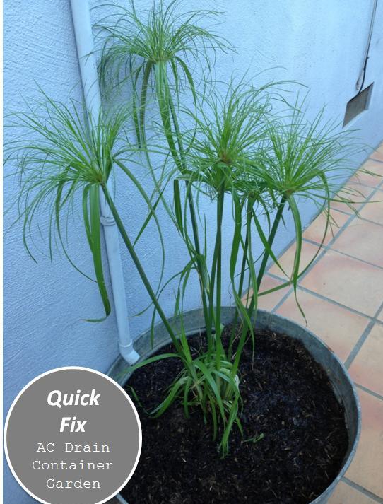 AC drain container garden papyrus