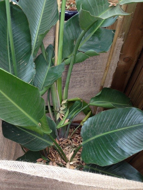 protecting plants from frost 005