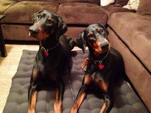 diy foldable dog bed.jpg