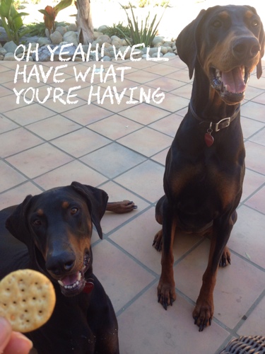 floppy-ear-dobermans-begging-for-a-treat.jpg