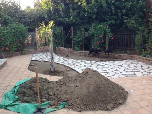 beginning-the-drought-tolerant-garden.jpg
