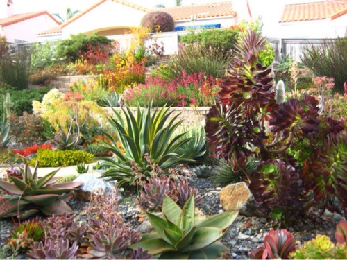 lush-and-beautiful-drought-tolerant-garden.jpg